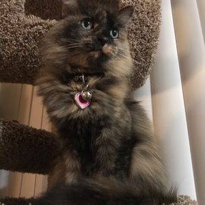 Meet your Posher, Valerie